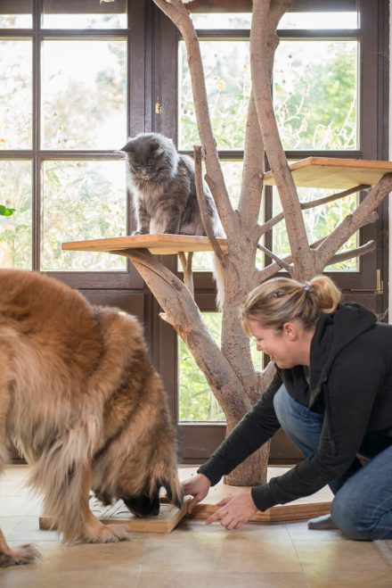 Foto Begegnung Hund und Katze