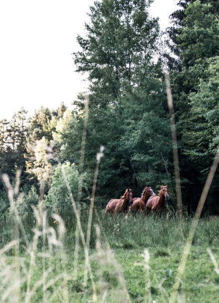 Pferdeherde im Galopp