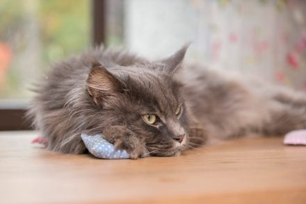 Foto Katze mit Baldrian