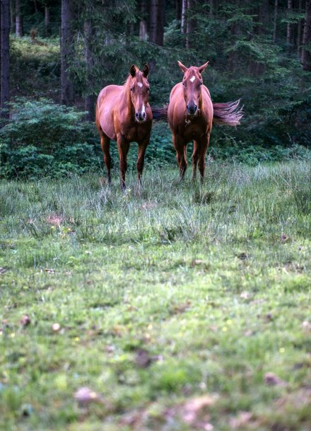 Pferd auf Weide