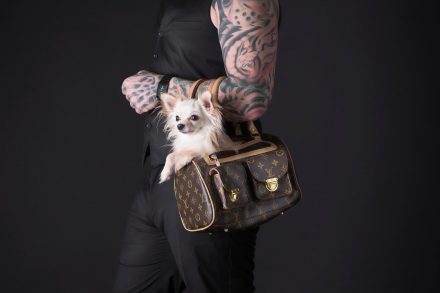 Chihuahua in Loui Vuitton-Tasche