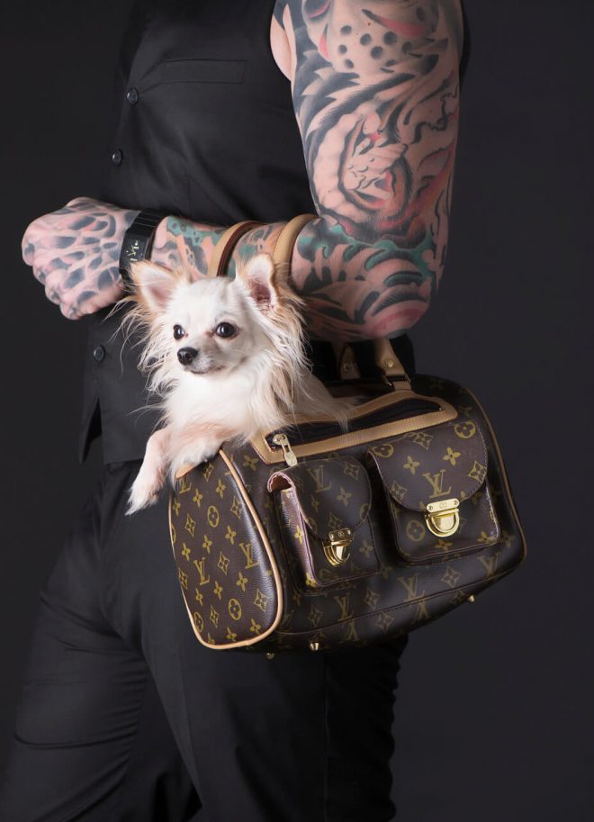Chihuahua im Studio