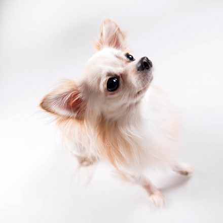 Tier-Foto Chihuahua