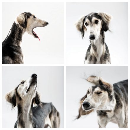 Tierfotografie Windhund Saluki